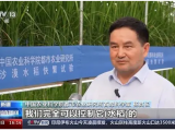 沙漠溫室種水稻！中國(guó)科學(xué)家在新疆和田試種成功